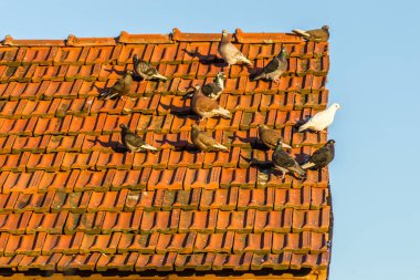 Kırmızı kiremitleri olan harap bir çatıda bir güvercin sürüsü.