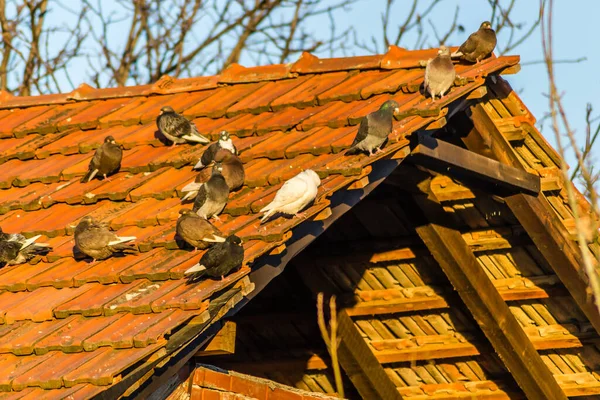 Kırmızı kiremitleri olan harap bir çatıda bir güvercin sürüsü.