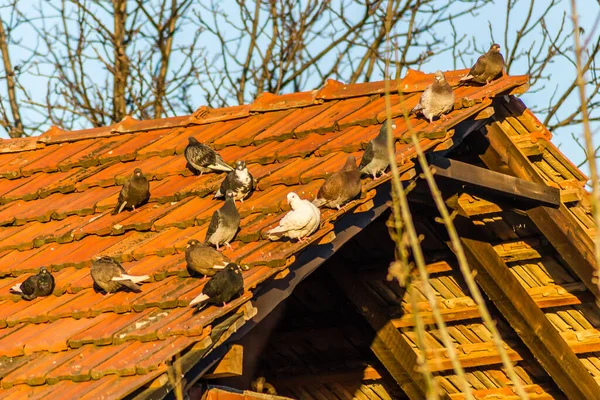 Kırmızı kiremitleri olan harap bir çatıda bir güvercin sürüsü.