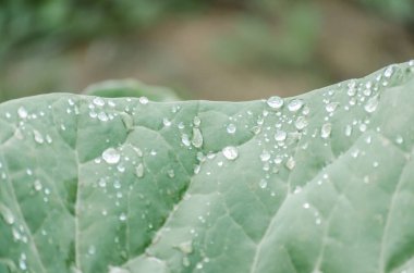 Genç sonbahar lahanaları, organik olarak üretilmiş, özel bir bahçenin yataklarında..