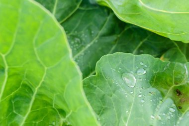 Özel bir bahçede organik olarak üretilen lahana yapraklarının üzerinde sabah çiği damlaları..