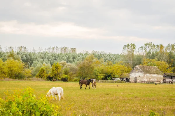 Horses Daily Pasture Glade City Novi Sad Serbia — ストック写真