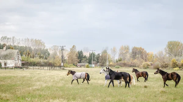 Horses Daily Pasture Glade City Novi Sad Serbia — ストック写真