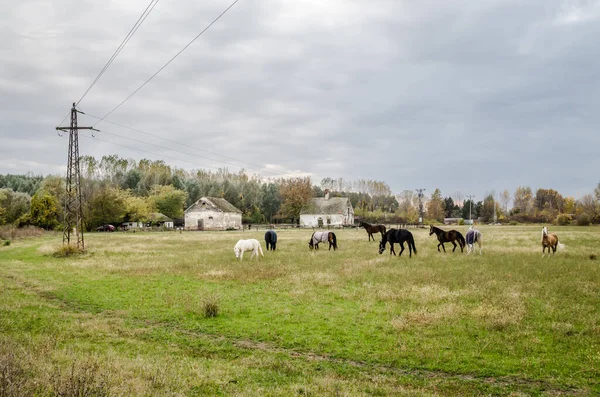 Konie Pastwisku Polanie Pobliżu Miasta Novi Sad Serbia — Zdjęcie stockowe