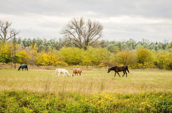 Sırbistan Novi Sad Kenti Yakınlarındaki Bir Açıklıkta Günlük Otlaklarda Atlar — Stok fotoğraf