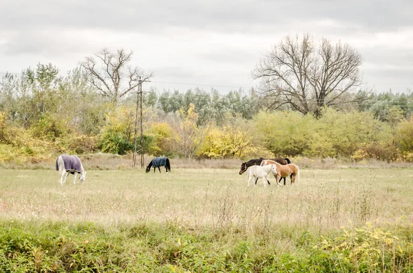 Chevaux Dans Pâturage Quotidien Sur Une Clairière Près Ville Novi — Photo