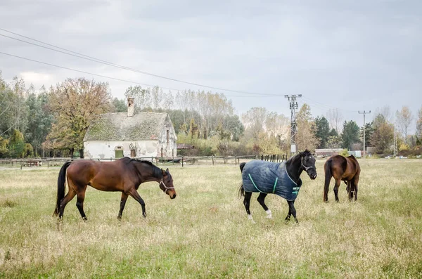 Horses Daily Pasture Glade City Novi Sad Serbia — ストック写真