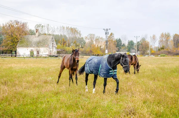 Cavalos Pasto Diário Uma Clareira Perto Cidade Novi Sad Sérvia — Fotografia de Stock