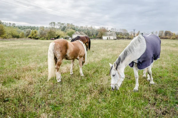 Horses Daily Pasture Glade City Novi Sad Serbia — ストック写真