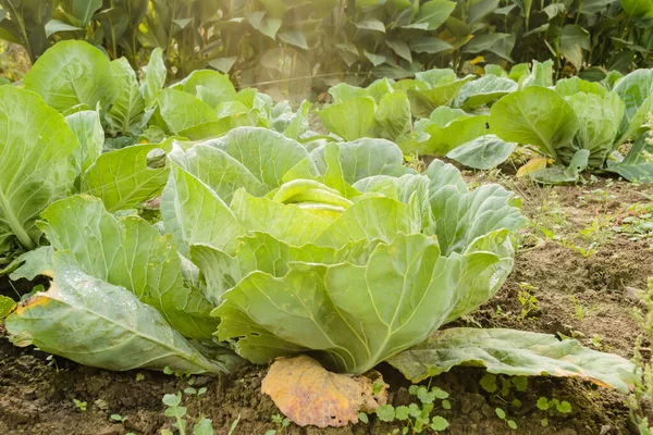 Köpfe Des Jungen Herbstkohls Aus Biologischem Anbau Den Beeten Eines — Stockfoto