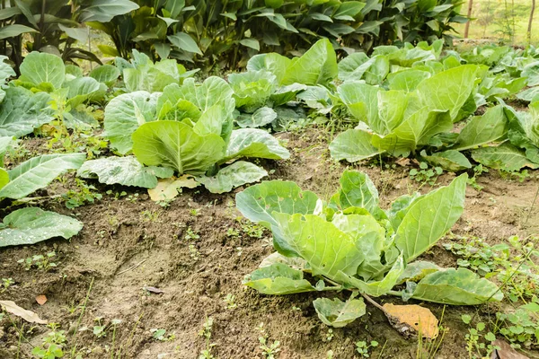 Heads Young Autumn Cabbage Organically Produced Beds Private Garden — Stock Photo, Image