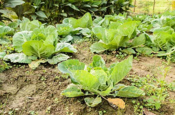 Köpfe Des Jungen Herbstkohls Aus Biologischem Anbau Den Beeten Eines — Stockfoto