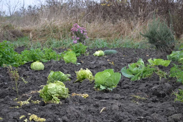 Heads Young Autumn Cabbage Organically Produced Beds Private Garden — Stock Photo, Image
