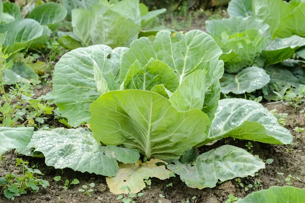 Heads Young Autumn Cabbage Organically Produced Beds Private Garden — ストック写真
