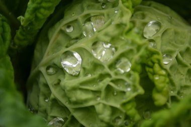 Özel bir bahçede organik olarak üretilen lahana yapraklarının üzerinde sabah çiği damlaları..