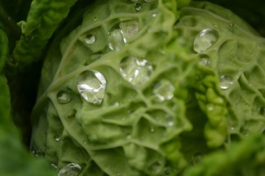 Özel bir bahçede organik olarak üretilen lahana yapraklarının üzerinde sabah çiği damlaları..