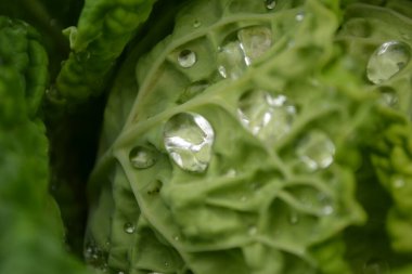 Özel bir bahçede organik olarak üretilen lahana yapraklarının üzerinde sabah çiği damlaları..