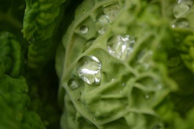 Özel bir bahçede organik olarak üretilen lahana yapraklarının üzerinde sabah çiği damlaları..