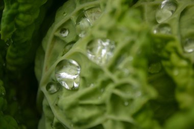 Özel bir bahçede organik olarak üretilen lahana yapraklarının üzerinde sabah çiği damlaları..
