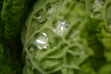 Özel bir bahçede organik olarak üretilen lahana yapraklarının üzerinde sabah çiği damlaları..