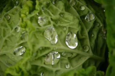 Özel bir bahçede organik olarak üretilen lahana yapraklarının üzerinde sabah çiği damlaları..