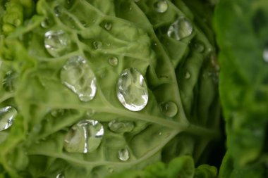 Özel bir bahçede organik olarak üretilen lahana yapraklarının üzerinde sabah çiği damlaları..