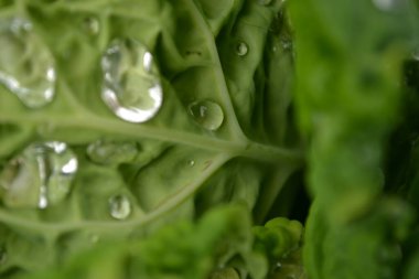 Özel bir bahçede organik olarak üretilen lahana yapraklarının üzerinde sabah çiği damlaları..