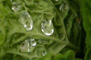 Özel bir bahçede organik olarak üretilen lahana yapraklarının üzerinde sabah çiği damlaları..