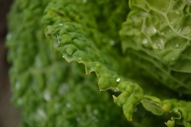Özel bir bahçede organik olarak üretilen lahana yapraklarının üzerinde sabah çiği damlaları..