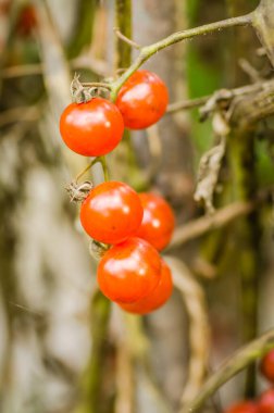 Yazın bahçede kiraz domatesi.