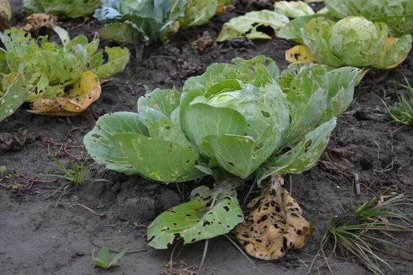 Heads Young Autumn Cabbage Organically Produced Beds Private Garden — ストック写真