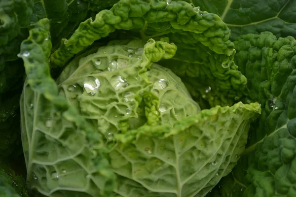 Drops Morning Dew Leaves Young Cabbage Organically Produced Private Garden — Stock Photo, Image