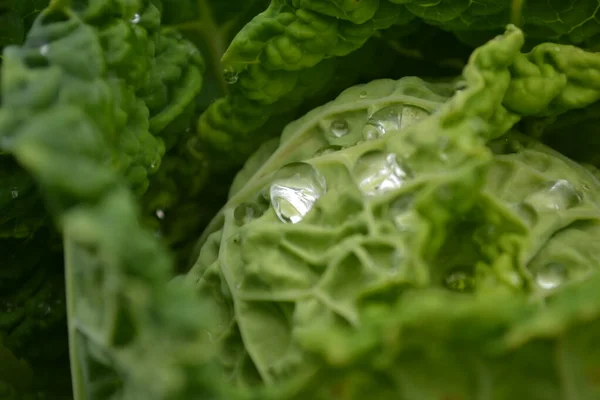 Drops Morning Dew Leaves Young Cabbage Organically Produced Private Garden — Stock Photo, Image