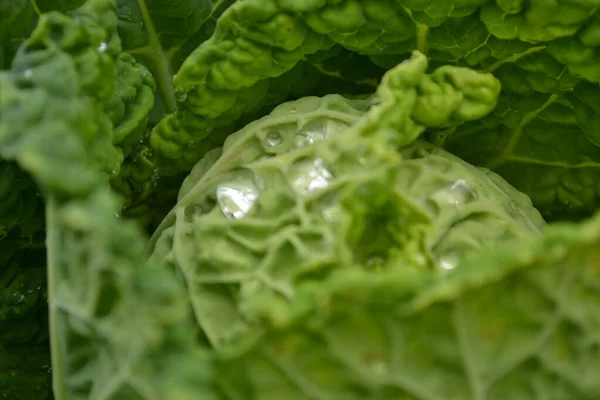 Drops Morning Dew Leaves Young Cabbage Organically Produced Private Garden — Stock Photo, Image