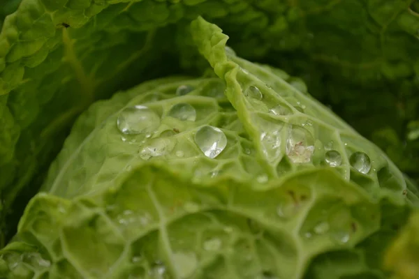 Drops Morning Dew Leaves Young Cabbage Organically Produced Private Garden — Stock Photo, Image