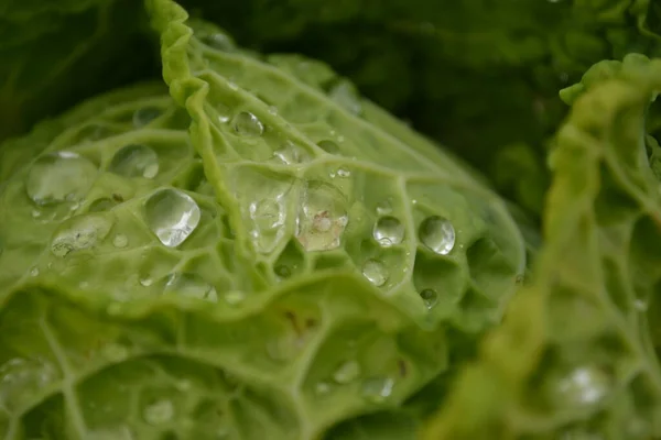 Drops Morning Dew Leaves Young Cabbage Organically Produced Private Garden — Stock Photo, Image