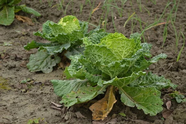 Köpfe Des Jungen Herbstkohls Aus Biologischem Anbau Den Beeten Eines — Stockfoto