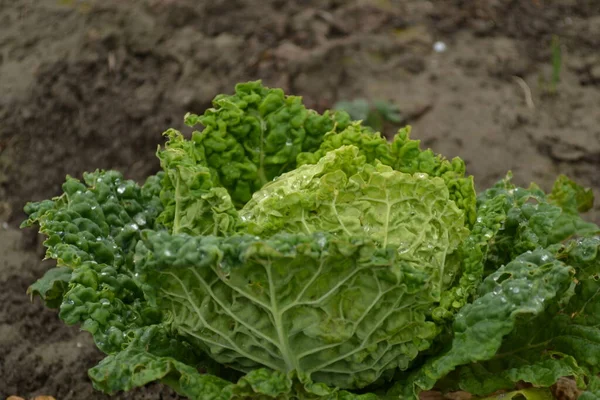 Köpfe Des Jungen Herbstkohls Aus Biologischem Anbau Den Beeten Eines — Stockfoto