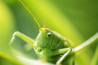 Yeşil çekirge, sabah güneşiyle aydınlanan, büyük bir çimen yaprağında, doğal ortamında..