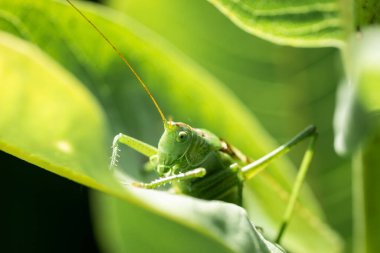 Yeşil çekirge, sabah güneşiyle aydınlanan, büyük bir çimen yaprağında, doğal ortamında..