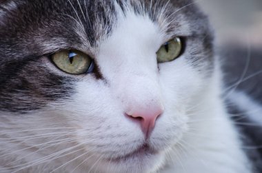 Sabah güneşi tarafından aydınlatılmış yeşil çimenli bir yüzey üzerinde evcil bir gri-beyaz kedi portresi.