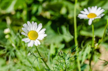 Papatya çayı ve diğer kır çiçekleri yaz günü güneşli bir çayırda.