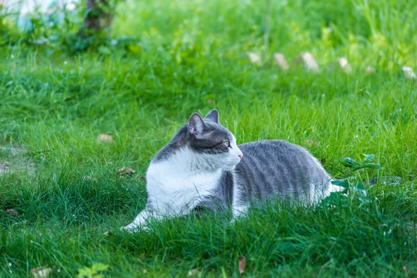 Портрет Домашньої Тварини Сіро Білий Кіт Зеленій Траві Освітленій Ранковим — стокове фото