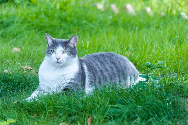 一只灰白色的宠物猫的画像 在绿色的草地上 被晨曦照亮 — 图库照片