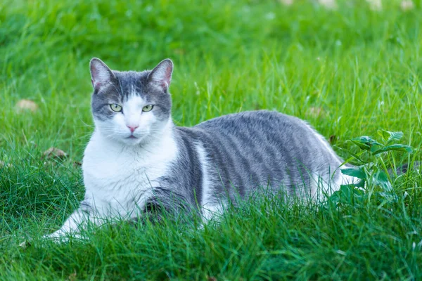 Retrato Gato Blanco Grisáceo Sobre Una Superficie Verde Cubierta Hierba —  Fotos de Stock