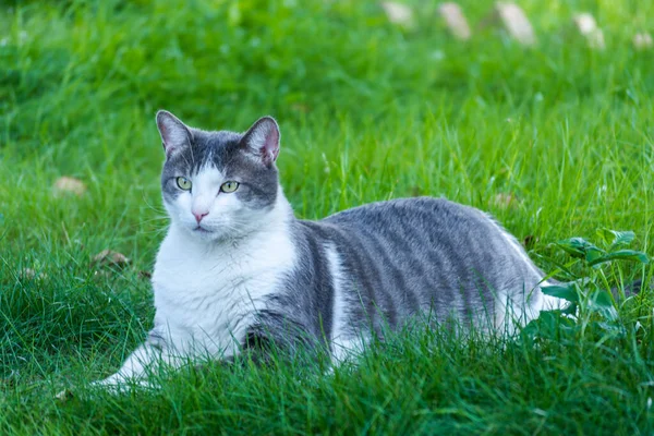 一只灰白色的宠物猫的画像 在绿色的草地上 被晨曦照亮 — 图库照片