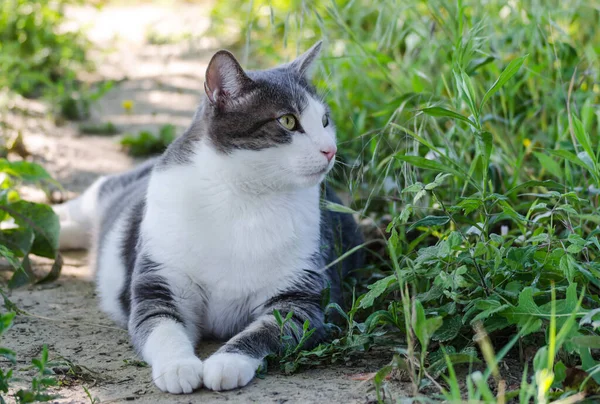 Porträt Einer Grau Weißen Katze Auf Einer Grünen Von Der — Stockfoto
