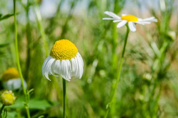 Kamomill Och Andra Vilda Blommor Solig Äng Sommardagen — Stockfoto