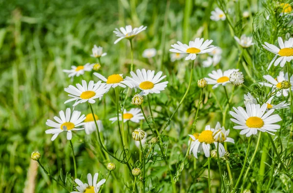 Kamomill Och Andra Vilda Blommor Solig Äng Sommardagen — Stockfoto