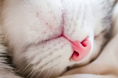 Beyaz bir kedinin yakın plan portresi. Kırmızı bir kedinin burnunun makro fotoğrafı. Evcil kedilerde evcil hayvan bakımı, solunum organlarının tedavisi.